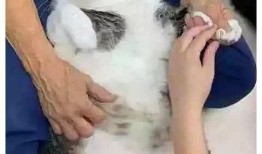 胖猫爆料哭泣发文视频,揭秘背后感人故事