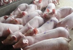 冷猪视频爆料,揭秘娱乐圈不为人知的幕后真相