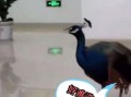 孔雀 视频在线观看,在线欣赏孔雀之美