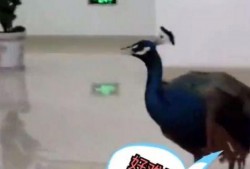 孔雀 视频在线观看,在线欣赏孔雀之美