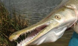 鳄雀鳝最新爆料图片高清,高清图片揭秘神秘生物真容