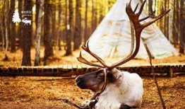 网红驯鹿吃瓜,揭秘动物界的娱乐热点