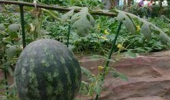 山工园吃瓜视频全集免费,揭秘校园生活趣味瞬间