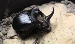 娱乐吃瓜酱屎壳郎,吃瓜酱屎壳郎的趣味人生