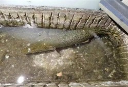 鳄雀鳝最新爆料图片高清,高清图片揭秘神秘生物真容