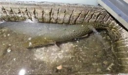 鳄雀鳝最新爆料图片高清,高清图片揭秘神秘生物真容