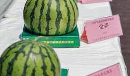 甜的娱乐吃瓜,揭秘娱乐圈甜蜜瓜皮背后的故事