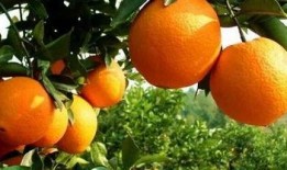 端庄橙子爆料视频大全,视频大全精彩瞬间大揭秘