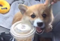 柯基最新爆料视频大全,萌态百出引网友热议