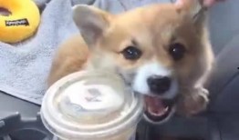 柯基最新爆料视频大全,萌态百出引网友热议