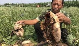 俄罗斯网红吃瓜事件