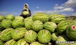 吃瓜退网的网红叫什么,揭秘背后真相与影响