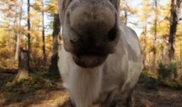 网红驯鹿吃瓜,揭秘动物界的娱乐热点