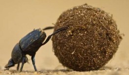 娱乐吃瓜酱屎壳郎,吃瓜酱屎壳郎的趣味人生