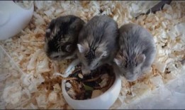 番鼠爆料视频大全集,揭秘幕后真相，带你领略网络风云