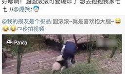 王思聪熊猫爆料视频播放,揭秘娱乐圈幕后真相