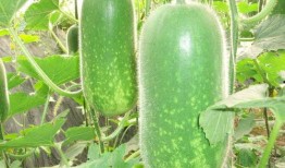 梁山大瓜爆料视频最新,最新视频爆料梁山好汉真相