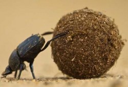 娱乐吃瓜酱屎壳郎,吃瓜酱屎壳郎的趣味人生