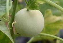 甜瓜跑步爆料视频大全免费观看,免费观看，尽享运动风采