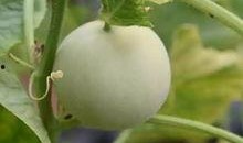 甜瓜跑步爆料视频大全免费观看,免费观看，尽享运动风采